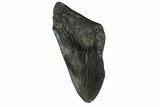 Partial, Fossil Megalodon Tooth - South Carolina #158909-1